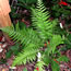 Dryopteris complexa stableri